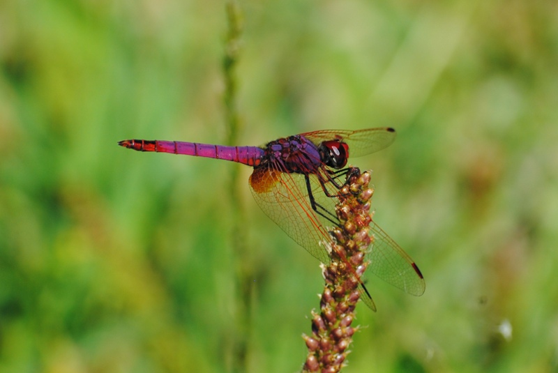 Identificazione - T. annulata e C. erythraea (maschi)